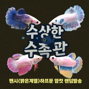 [수상한수족관] [하프문베타 ] 팬시(밝은컬러) 하프문 베타암컷/ 1마리 /색상 랜덤발송