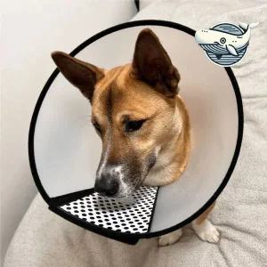 [콩심팥심]강아지 보호용 반투명 넥카라 보호깔대기 3호