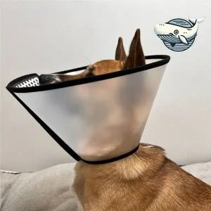 [콩심팥심]강아지 보호 넥카라 대형 반투명 보호용 깔대기