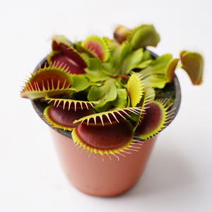 갑조네 파리지옥