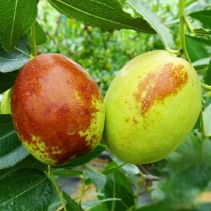 [충북농원] 복조대추 대추나무 묘목 - 1~3년생 접목묘