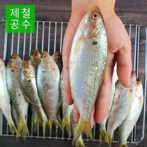 고흥 자연산전어 2kg /구이용,회무침용