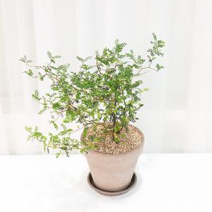 갑조네 마오리소포라 이태리토분세트 화분 플랜테리어 키우기쉬운 반려식물