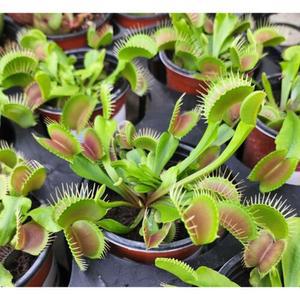 파리지옥 10cm포트 벌레잡이식물 벌레퇴치 아이들호기심 유치원 초등학교 어린이집