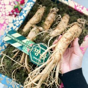 [하라네]금산 인삼 6년근 원수삼 명품 왕수삼 1채 750g 6뿌리 고급 함바구니 보자기포장