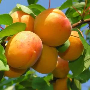 [충북농원] 행복한살구 살구나무 묘목 - 분묘