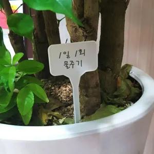[콩심팥심]식물이름표 묘목 다육이 꽃 주말농장 화분 팻말