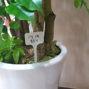 [콩심팥심]묘목 화분 꽃 주말농장 식물이름표 팻말 다육이