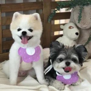 [콩심팥심]강아지 고양이 스카프 턱받이 침받이 애견 액세서리 강아지목도리