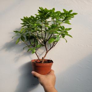 향기의여왕 천리향 야생화 30~55cm 135