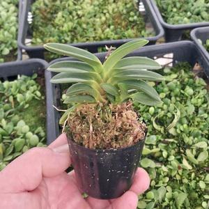 횡강 부귀란 소엽풍란 석부작 목부작 착생란