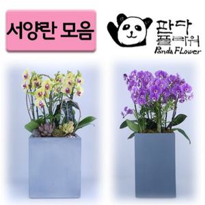 PFA013 어버이날/스승의날/생일/생신선물용/꽃/호접란/서양란/화분/찐추천/인싸템/카네이션 발송배달