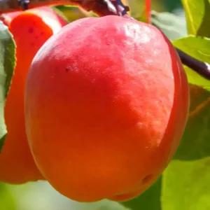 [충북농원] 홍천간 살구나무 결실주 묘목 - 분묘