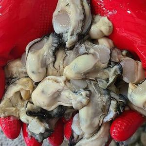 통영굴 통영생굴 생굴1kg 제철굴 통영 신선한 생굴 1kg 깐굴 제철 굴