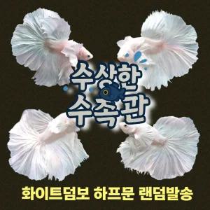 [수상한수족관] [하프문베타 ]솔리드색상 화이트 덤보 하프문 수컷 베타 / 1마리 / 랜덤발송