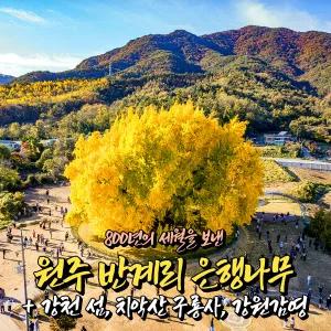 [강원] 원주 800년 반계리 은행나무+치악산 구룡사+여주 강천섬 당일여행 / 가을단풍여행 / 서울경기出