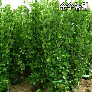 사철나무 묘목 키150cm 뿌리묘 10개/속성수/조경수/생울타리