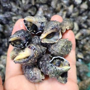 싱싱해 바다고동(자숙냉동)1kg내외