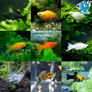 아쿠아펫 몰리 열대어 모음