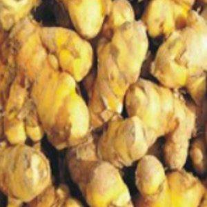 채소 울금 종근 생강과 씨앗 작물 품종 종자 500g (WFHVNVZ)