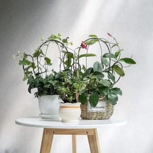 [셀러에이드]넝쿨지지대 화초지지대 넝쿨식물지지대 모양 식물 화분자동급수기