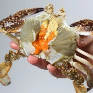 싱싱햇 연평도 알배기 암꽃게 냉동꽃게 급냉 꽃게 1kg 3-5미