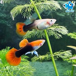 프리미엄 레드 턱시도구피 5+1마리 서비스