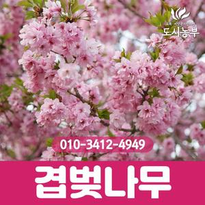 벚꽃나무/묘목/겹벚나무/나무/도시농부23