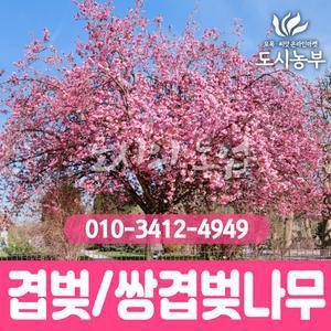 벚나무묘목/꽃나무/쌍겹벚나무/겹벚나무/겹벚꽃나무/접목/꽃피는나무/나무/묘목/도시농부23