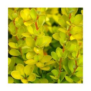 (성실)양매자(황금매자) 4치포트 2그루