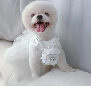 화견 목걸이 강아지 화동 결혼식 이벤트 웨딩 케이스 결혼 레이스 쥬얼리 진주