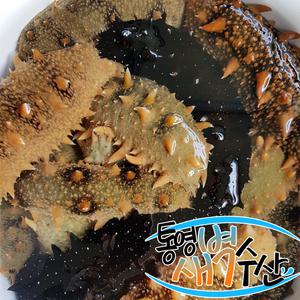 살아있는 통영 자연산 해삼 1kg