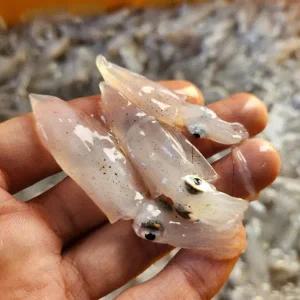 당일조업 제철 호래기 횟감 500g