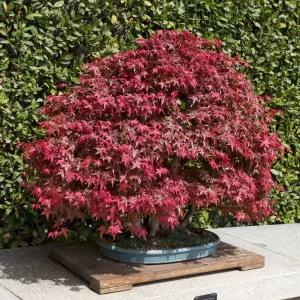 [충북농원] 출성성 단풍 단풍나무 묘목 - 실생묘/포트묘