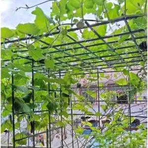 포도 나무 지지대 대형 넝쿨식물 파이프 지주대 등반
