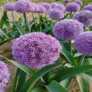 알리움 파티벌룬즈 -1구근(개화구)(다화성)