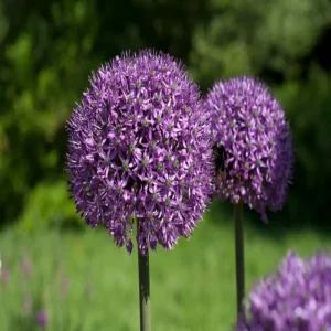 알리움 말스 -1구근(개화구)