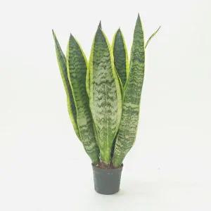 산세베리아중 실내공기정화식물 집들이선물 산세베리아꽃