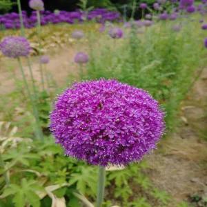 알리움 기간티움 -1구근(개화구)