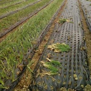 [유공 멀칭비닐 7구] 제초매트