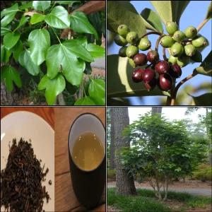 황칠나무 묘목 포트묘 50cm전후