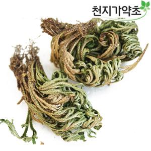 국내자연산 부처손 600g 바위손
