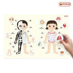 [자석나라]자석이 붙는 인체 포스터 (나의 몸) (40x60) /학습벽보/병원놀이/장기/뼈