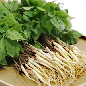 토정마루 새싹인삼 50뿌리 소(小) 친환경 무농약 새싹삼 부모님 명절 건강 선물