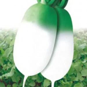 [셀러허브 패션][JHL28PUQ_51CX]김장 가을 무우 채소 품종 종자 씨앗 300립