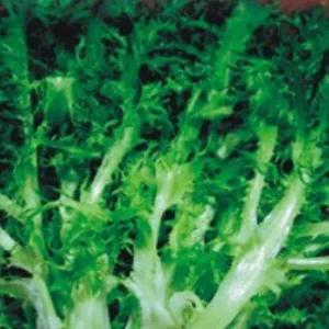 [셀러허브 패션][JHL8NRQ3_51CX]치커리 쌈 야채 식물 씨앗 채소 품종 40g