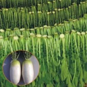 [셀러허브 패션][JHL28PU2_51CX]토종 시래기 무우 채소 품종 종자 씨앗 20g