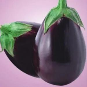 [셀러허브 패션][JHL0R684_51CX]미니 가지 야채 채소 씨 종자 품종 50립