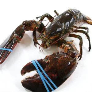 [씨토랑]항공직송 도착해도 살아있는 점보 활랍스터 1미 2.5kg