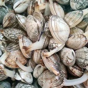 품질보장 제철 통영 왕바지락 2kg